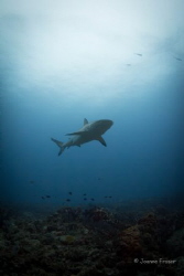 Reef Shark shot in Jupiter Florida ISO 800 1/60 sec f11 a... by Joanne Fraser 
